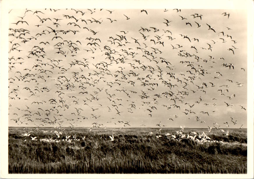 brütende vögel, hallig hooge, norderoog, 1952, dr. ecke