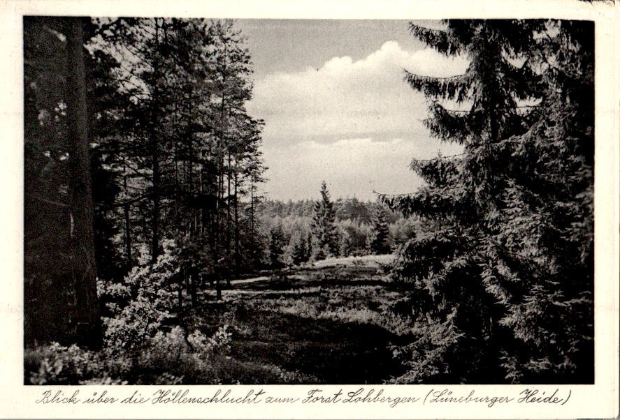 blick über die höllenschlucht zum forst lohbergen (lbg. heide), 1955