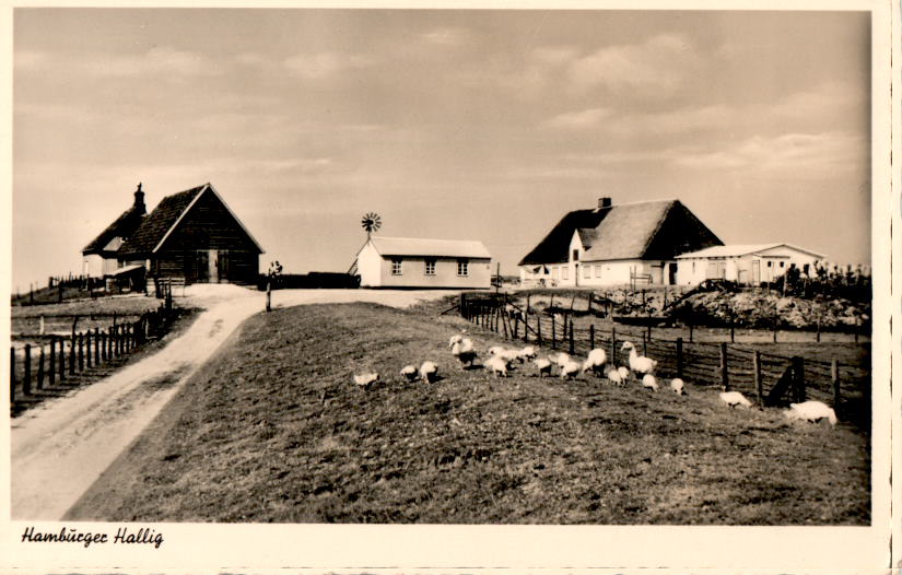 hamburger hallig, foto braumüller, bredstedt