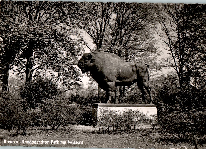 bremen, rhododendron park mit wiesent