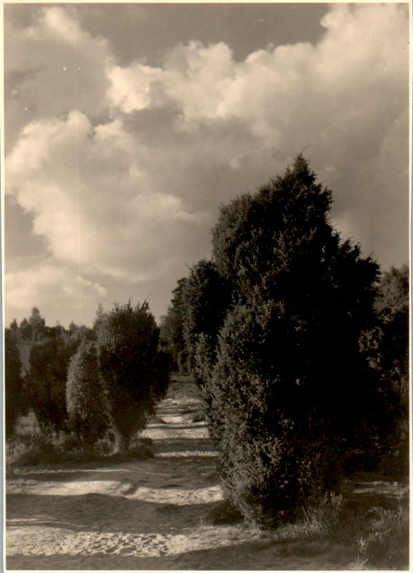 wacholderweg im totengrund, lüneburger heide