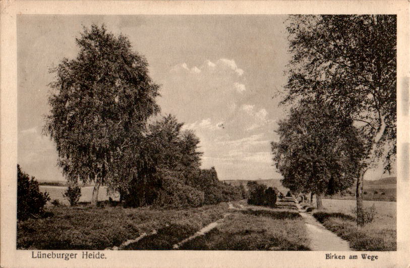 lüneburger heide, birken am wege, 1918