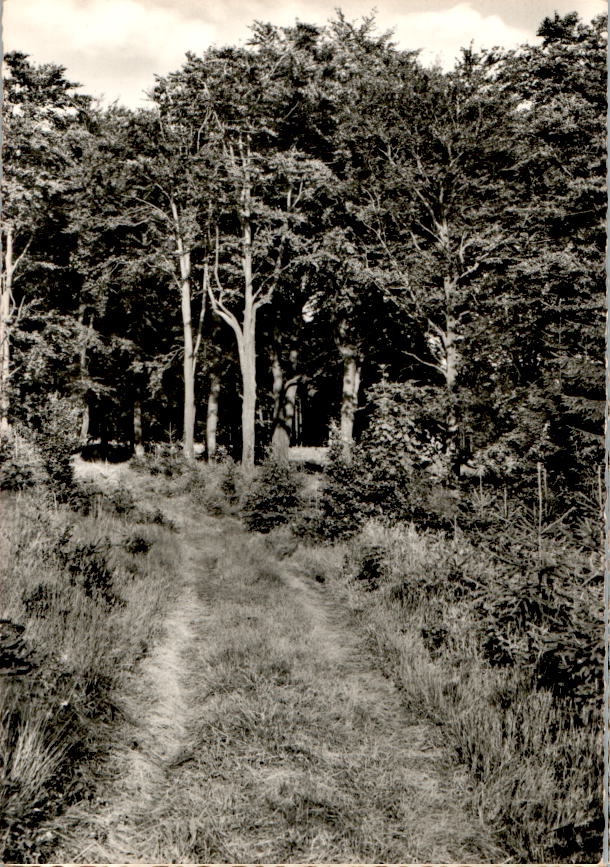 waldweg im sauerland