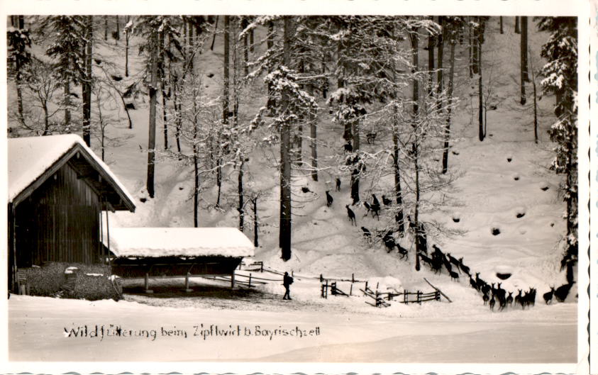 wildfütterung beim zipflwirt b. bayrischzell