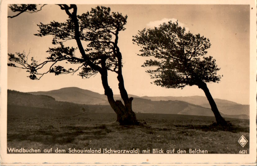 windbuchen auf dem schauinsland mit blick auf den belchen, 1942