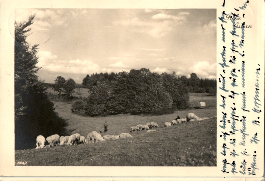 frohe ostern 1941, schafherde