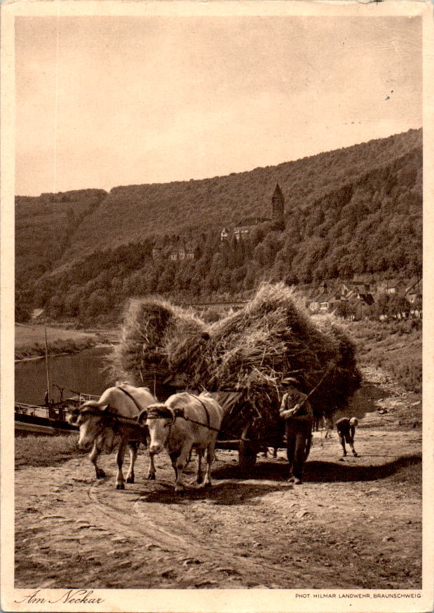 am neckar, zwingenberg