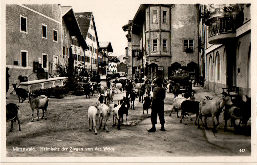 mittenwald, heimkehr der ziegen von der weide