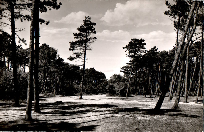 st. peter-ording, waldpartie