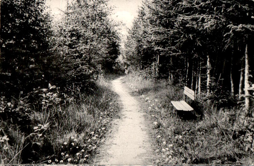 kellenhusen, waldweg