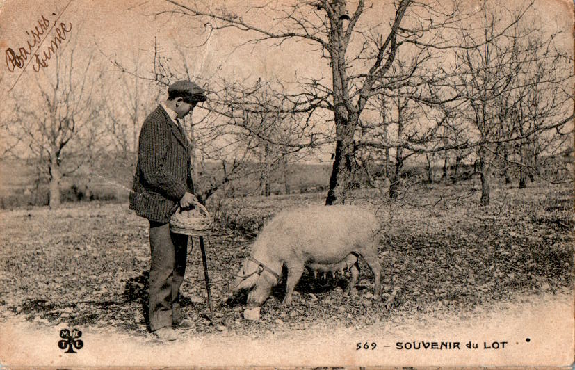 cochon truffier, trüffelschwein, souvenir du lot