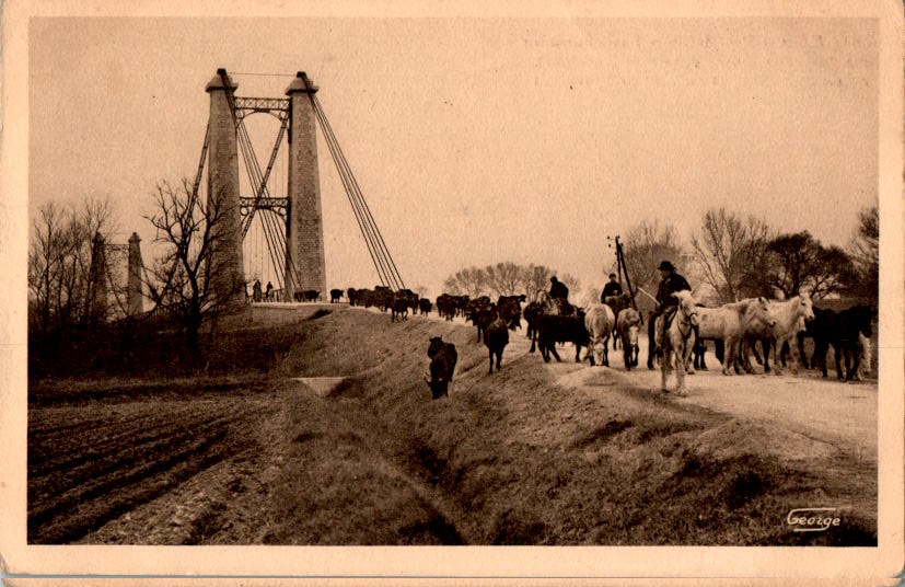 en camargue, transhumance des taureaux