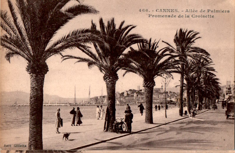 cannes, allee de palmiers