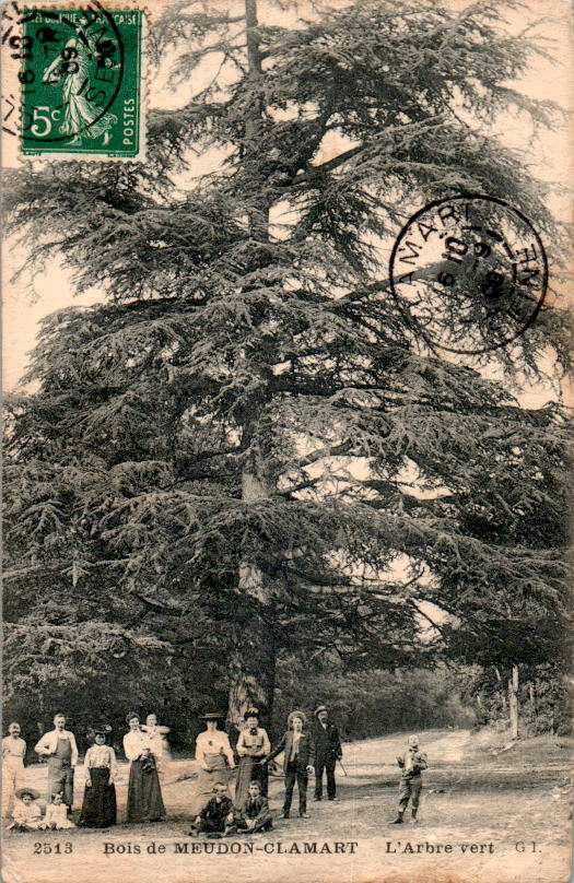 bois de meudon-clamart - l'arbre vert