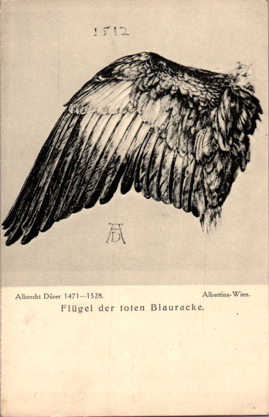 a. dürer, flügel der toten blauracke