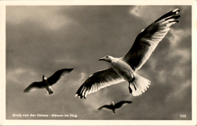 ostsee - möwen im flug, erhard neubert, chemnitz