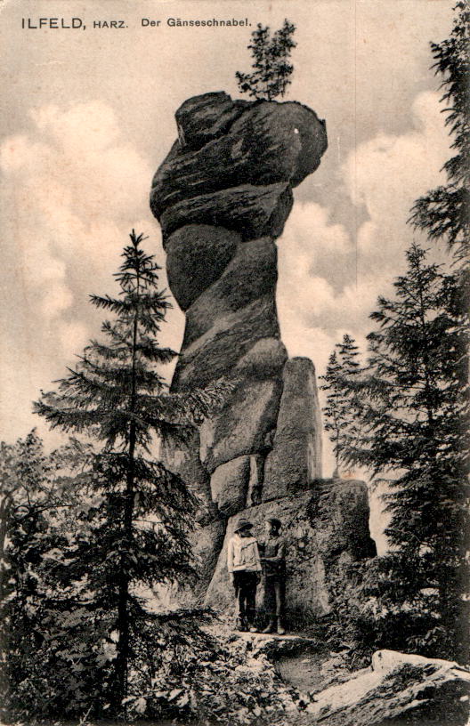 ilfeld, der gänseschnabel