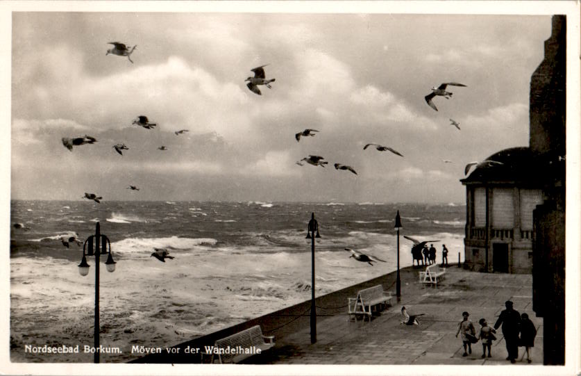 nordseebad borkum, möwen vor der wandelhalle