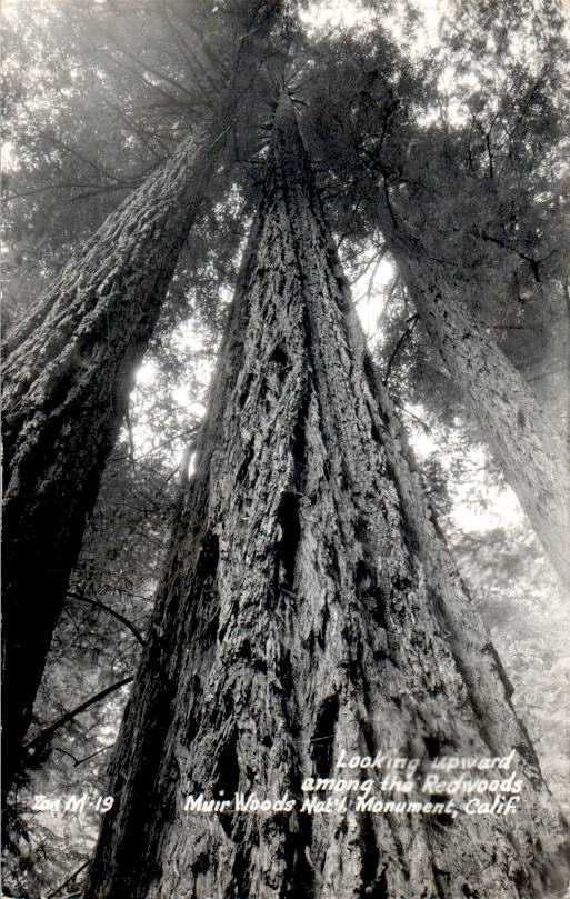 redwoods, muir woods california