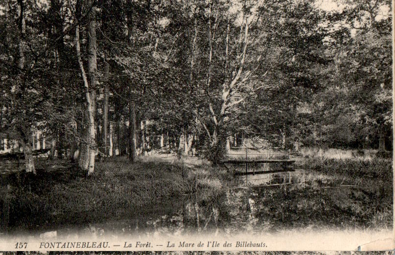 fontainebleau, la foret, la mare de l'ile des billebauts