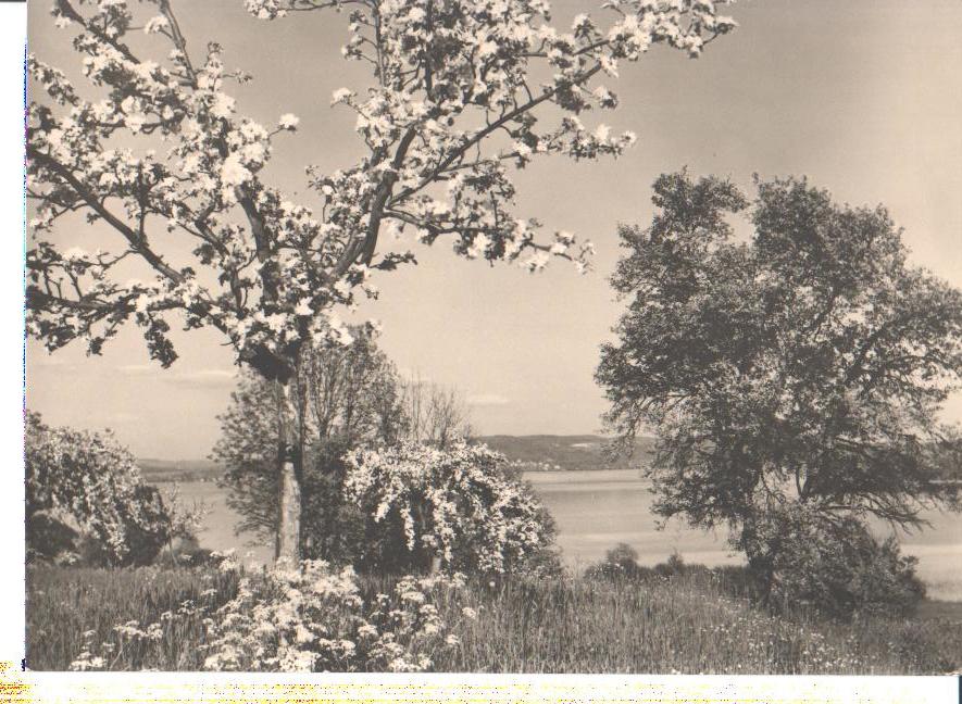 bodensee, frühlingstag, pfingsten 1958