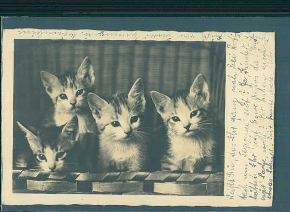 katzen-foto, 1936