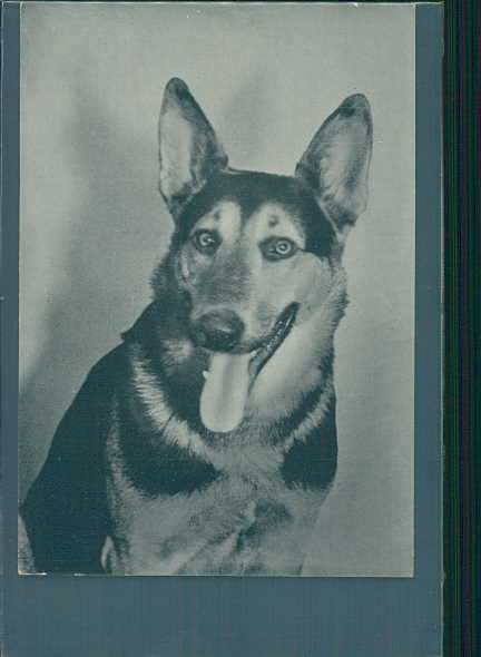 altes foto schäferhund, berger allemand