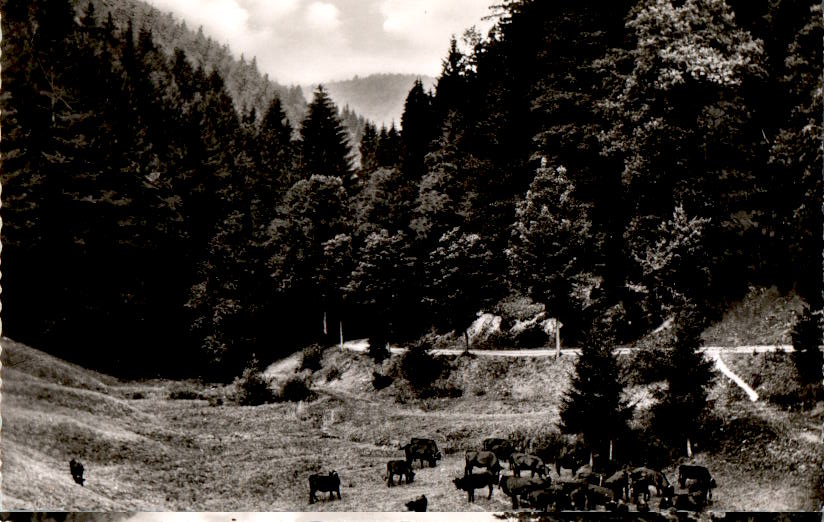 hohegeiss-zorge, an der hundertmorgenwiese